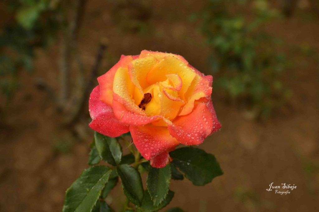 Foto de Alajuela, Costa Rica