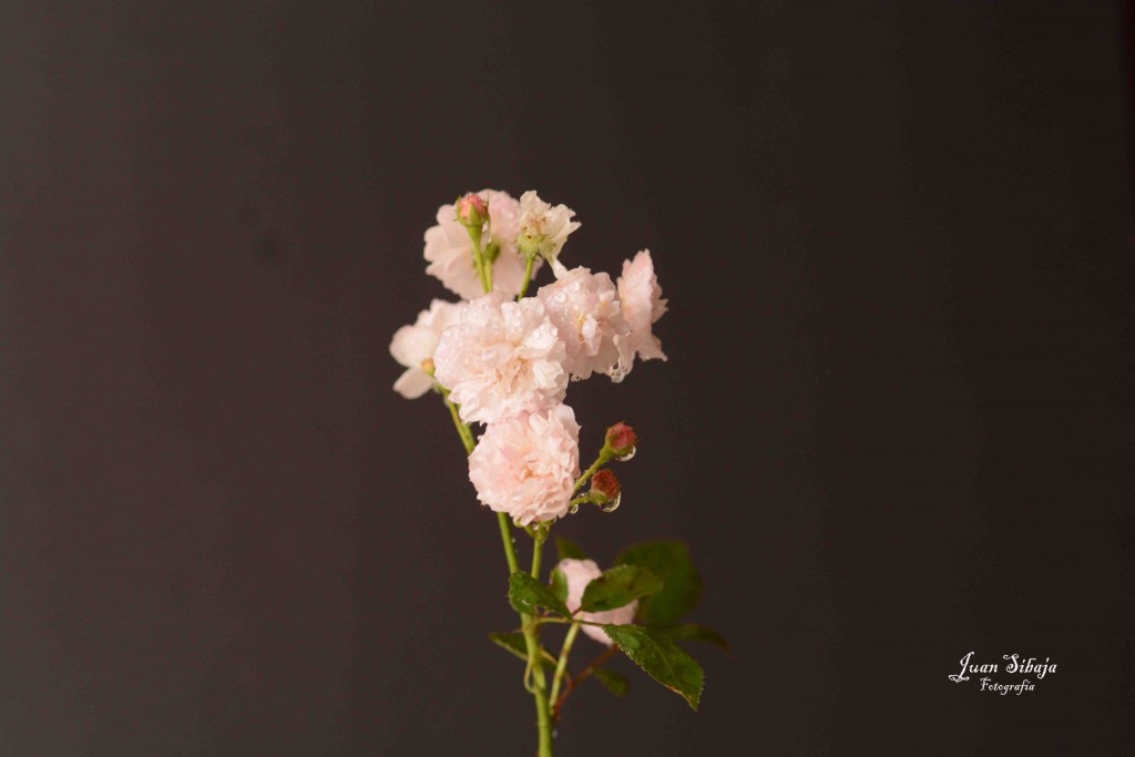 Foto de Alajuela, Costa Rica