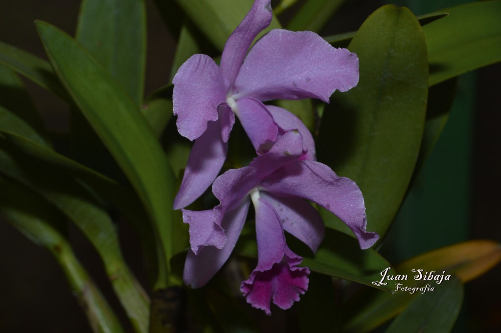 Foto de Alajuela, Costa Rica