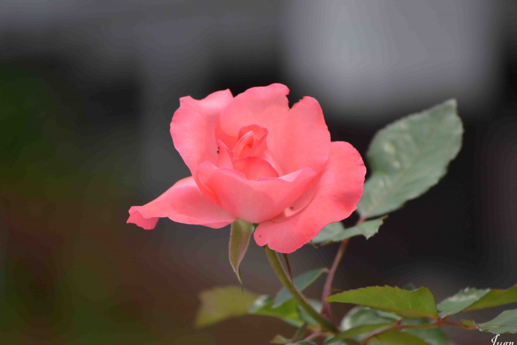 Foto de Alajuela, Costa Rica