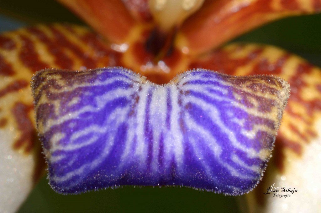 Foto de Alajuela, Costa Rica