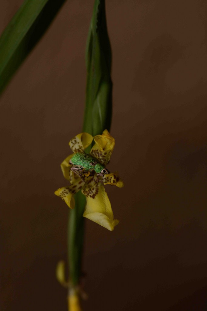 Foto de Alajuela, Costa Rica