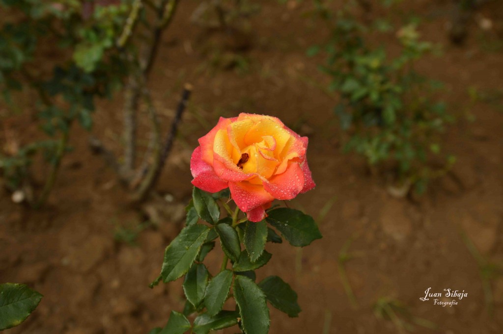 Foto de Alajuela, Costa Rica