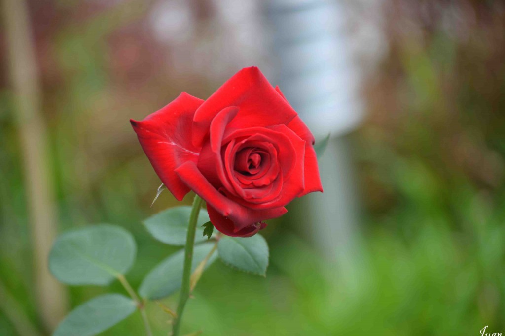 Foto de Alajuela, Costa Rica