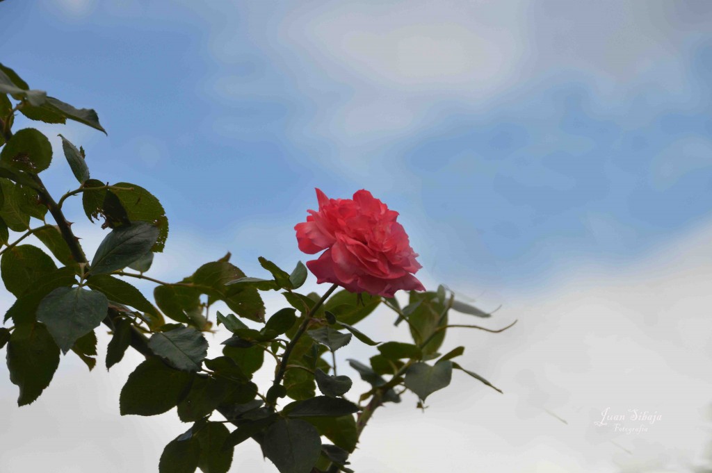 Foto de Alajuela, Costa Rica