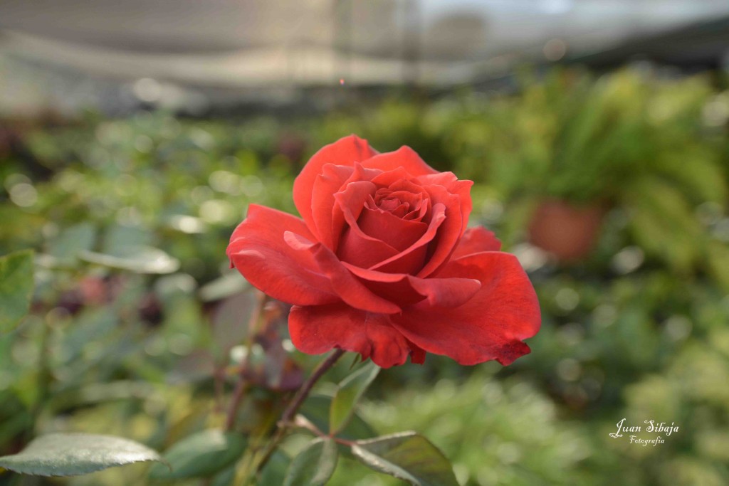 Foto de Alajuela, Costa Rica