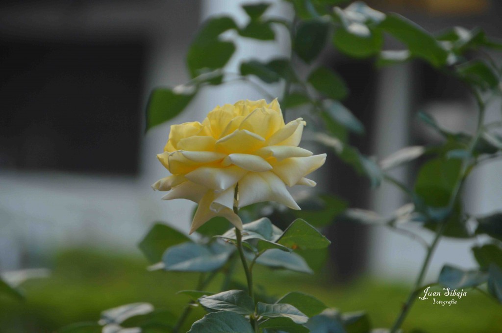 Foto de Alajuela, Costa Rica