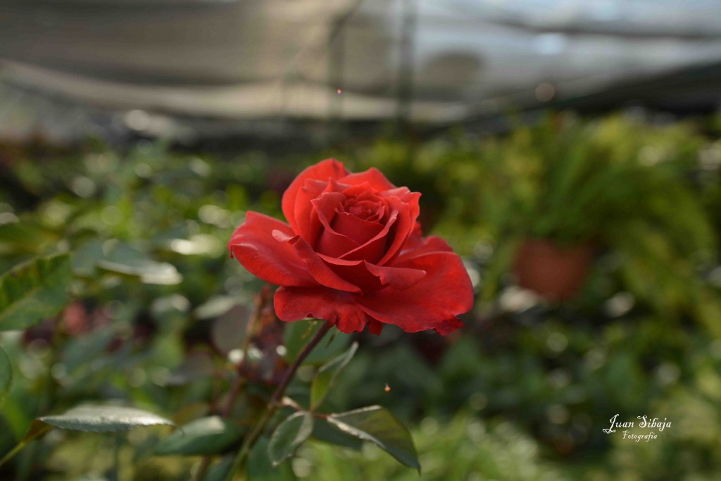 Foto de Alajuela, Costa Rica