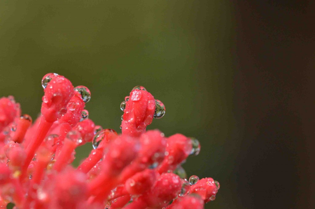 Foto de Alajuela, Costa Rica