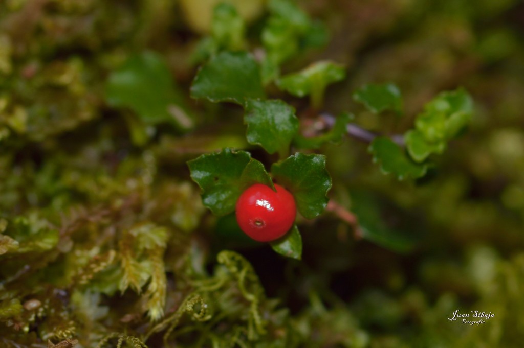 Foto de Alajuela, Costa Rica