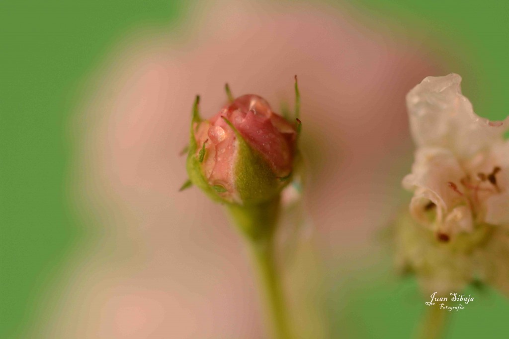 Foto de Alajuela, Costa Rica