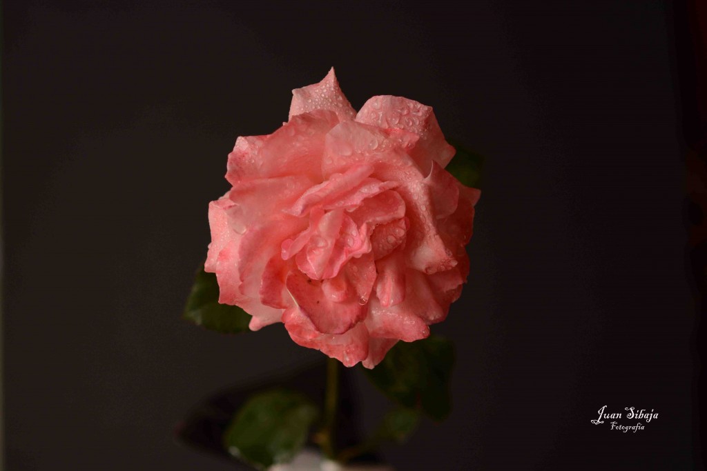 Foto de Alajuela, Costa Rica