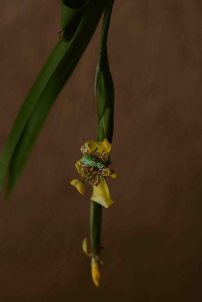 Foto de Alajuela, Costa Rica