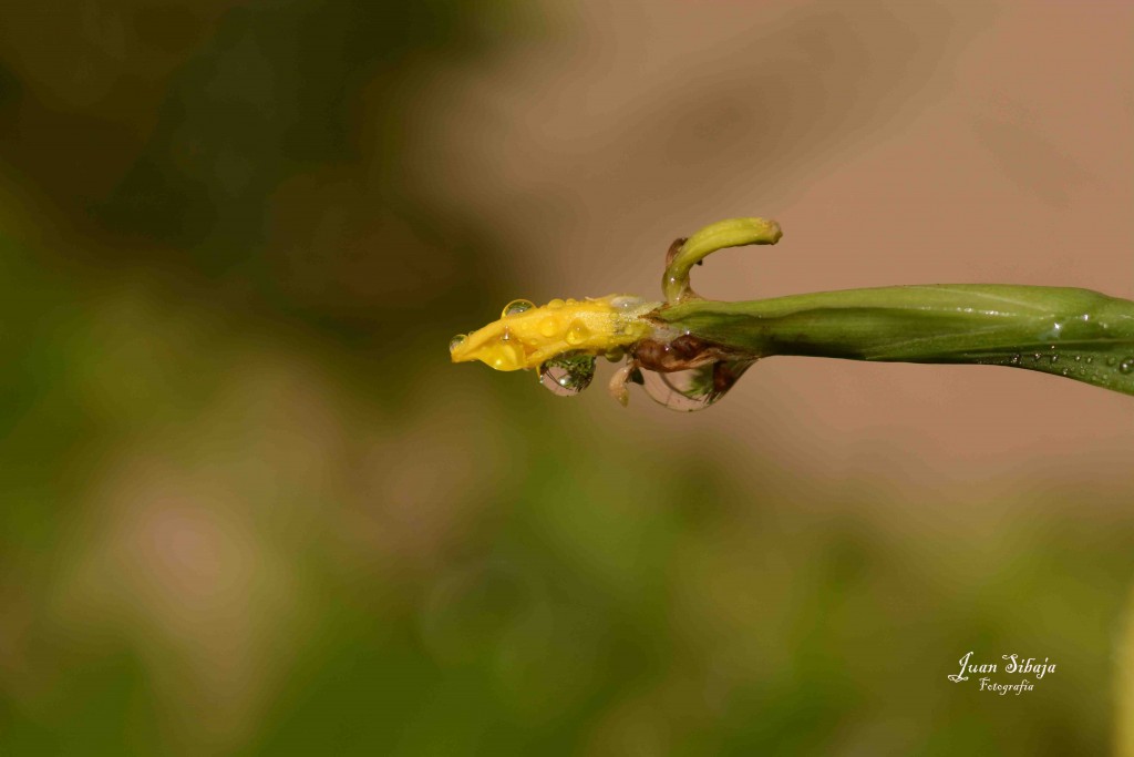 Foto de Alajuela, Costa Rica