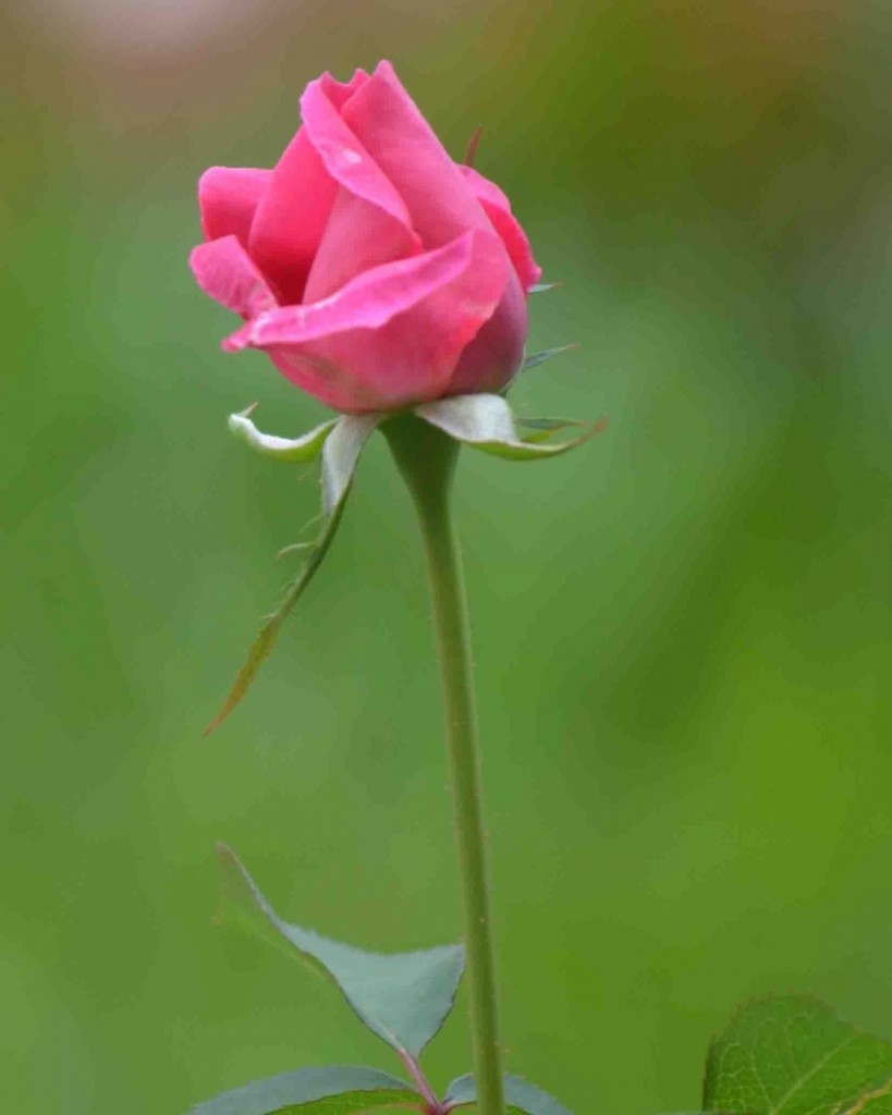 Foto de Alajuela, Costa Rica