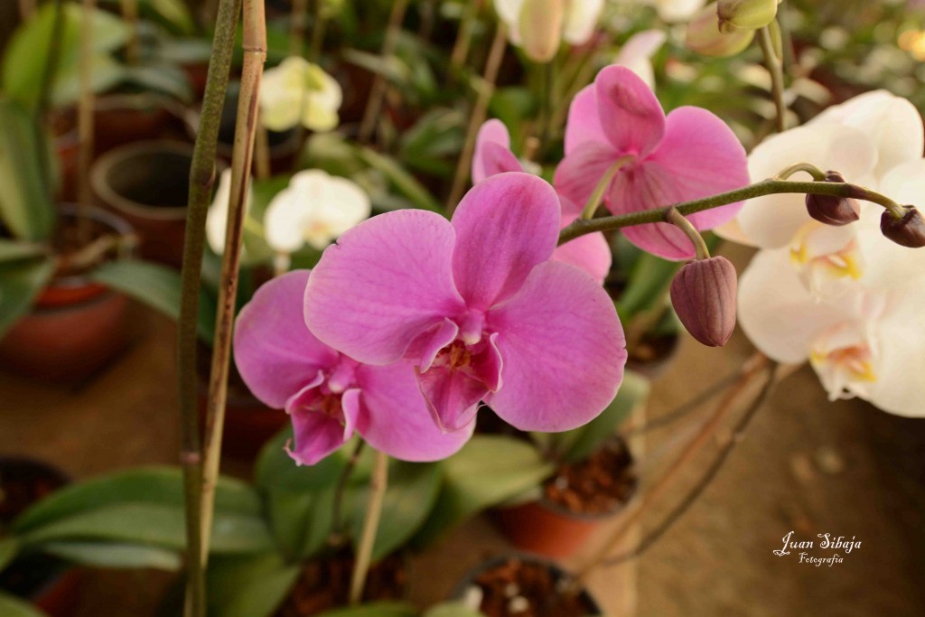 Foto de Alajuela, Costa Rica