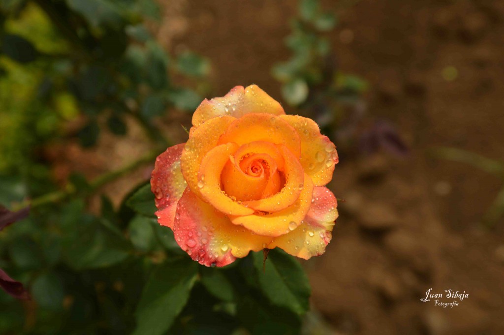 Foto de Alajuela, Costa Rica