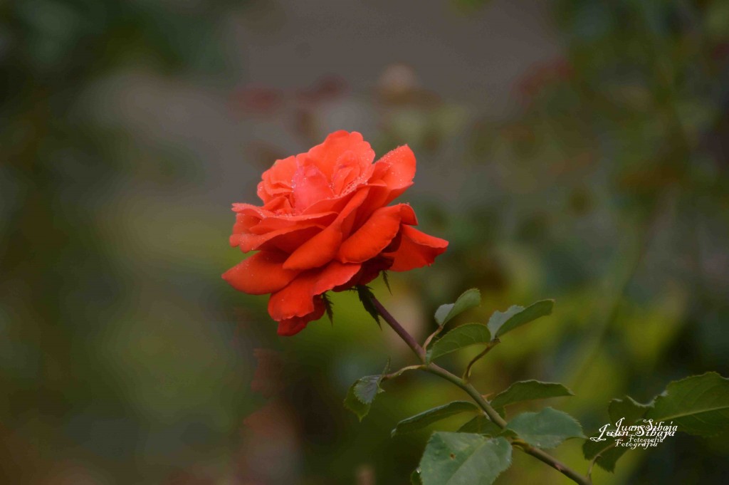 Foto de Alajuela, Costa Rica