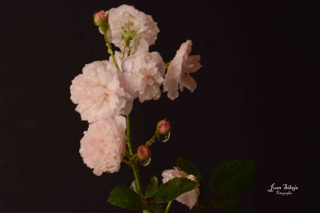 Foto de Alajuela, Costa Rica