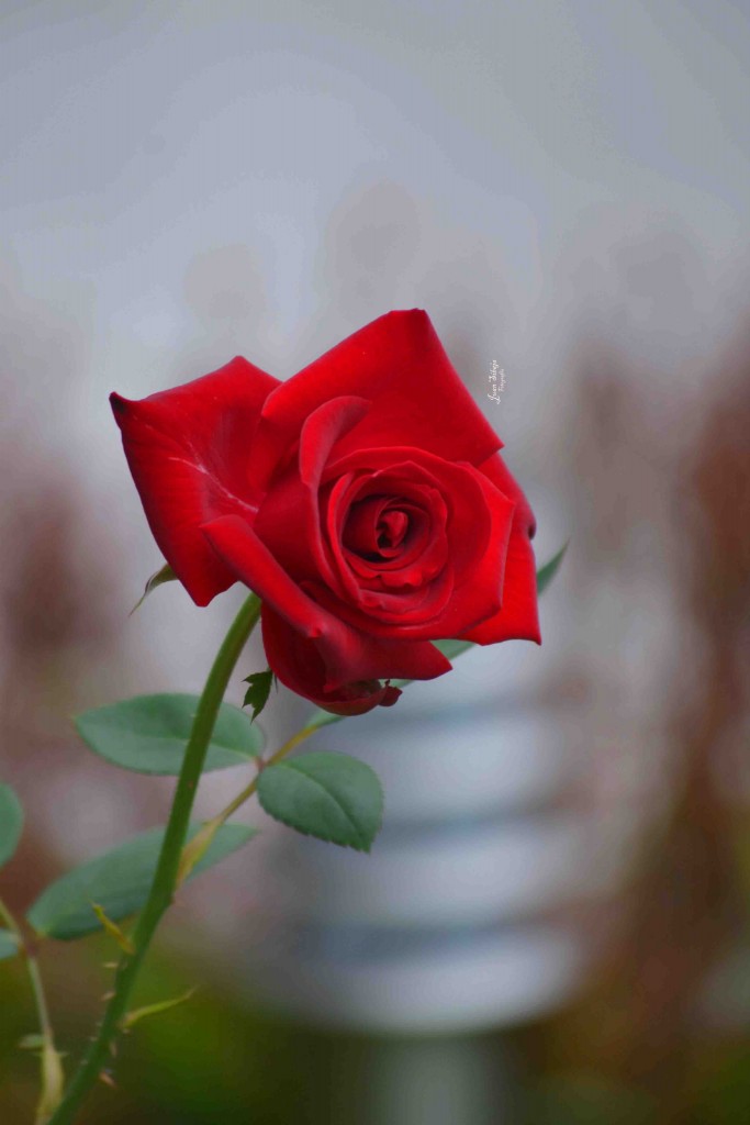 Foto de Alajuela, Costa Rica