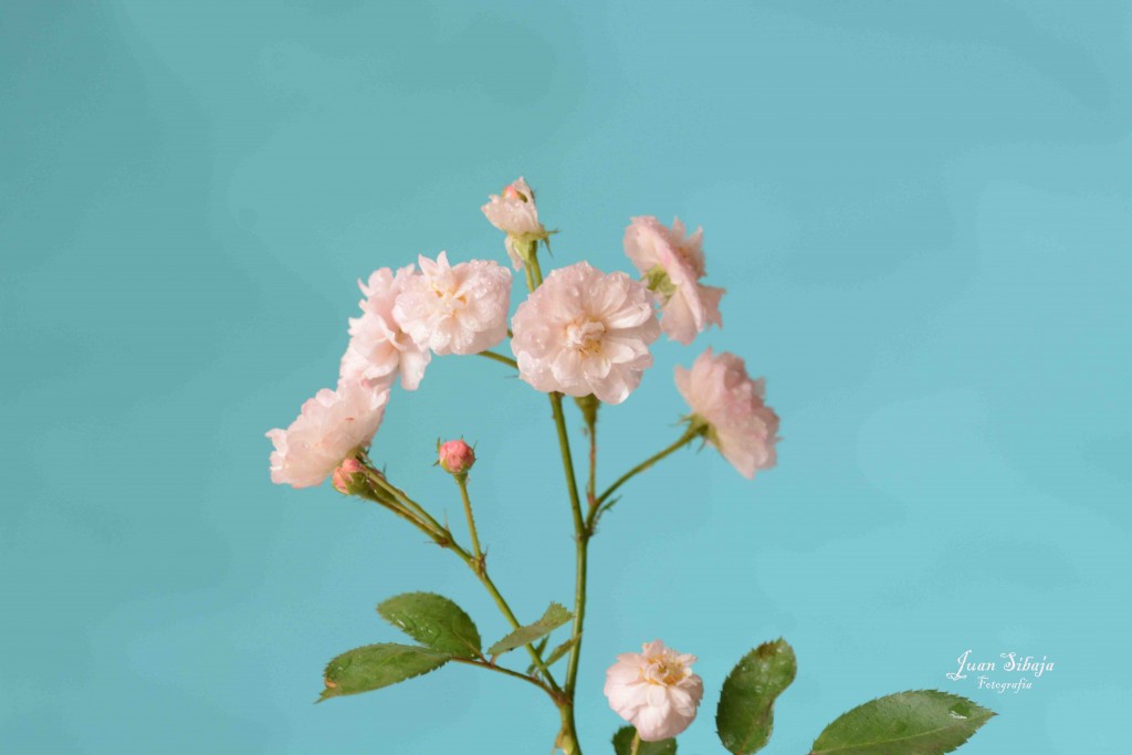 Foto de Alajuela, Costa Rica