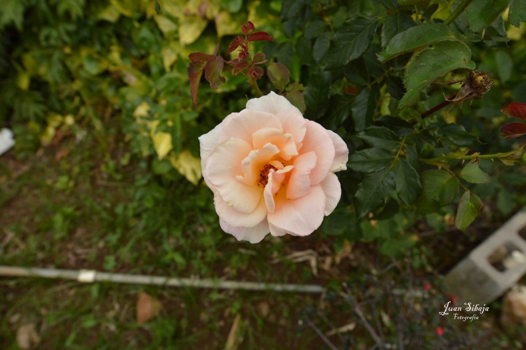 Foto de Alajuela, Costa Rica