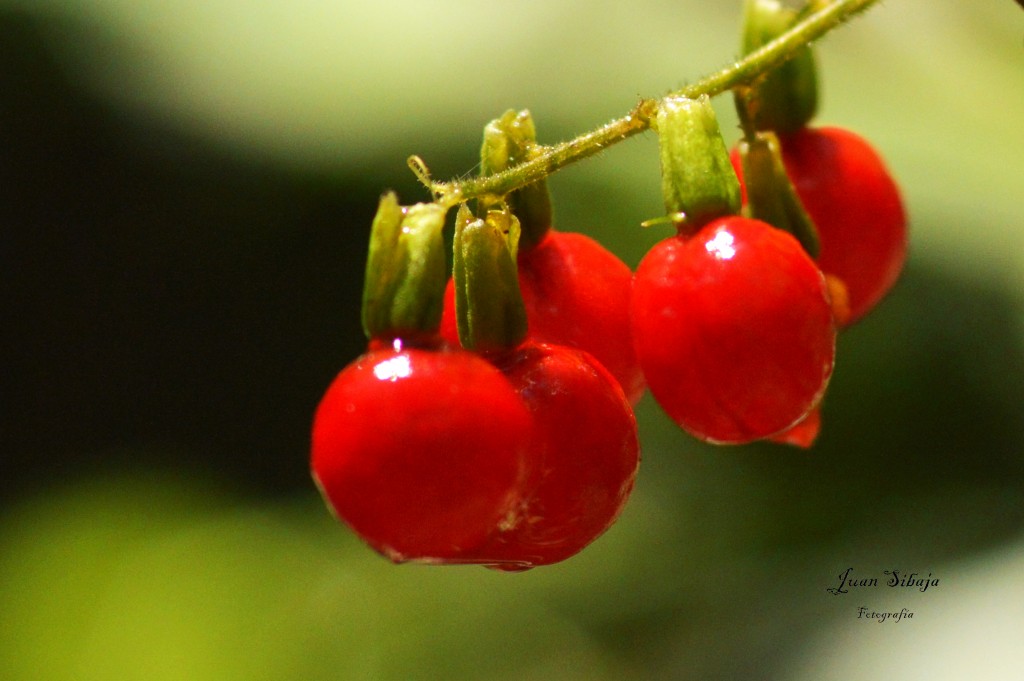 Foto de Alajuela, Costa Rica