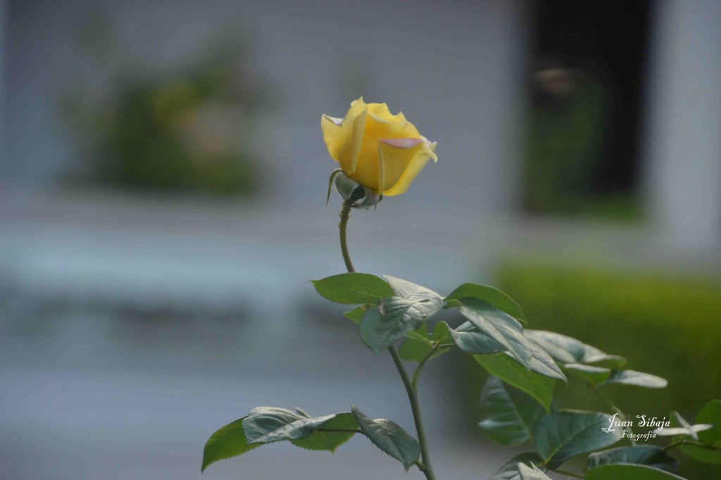 Foto de Alajuela, Costa Rica