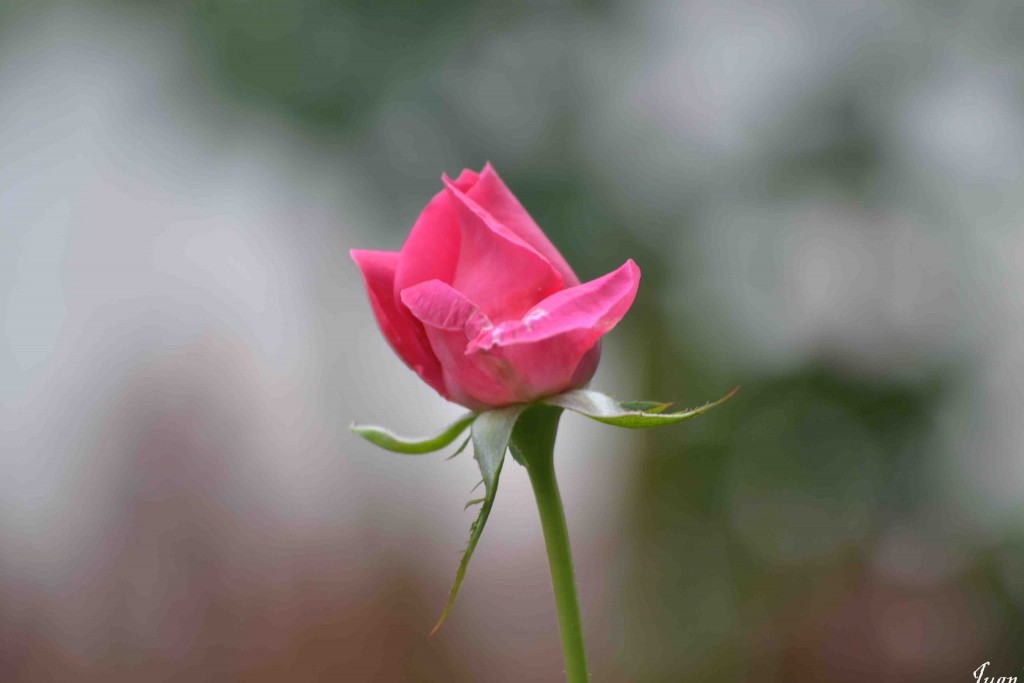 Foto de Alajuela, Costa Rica