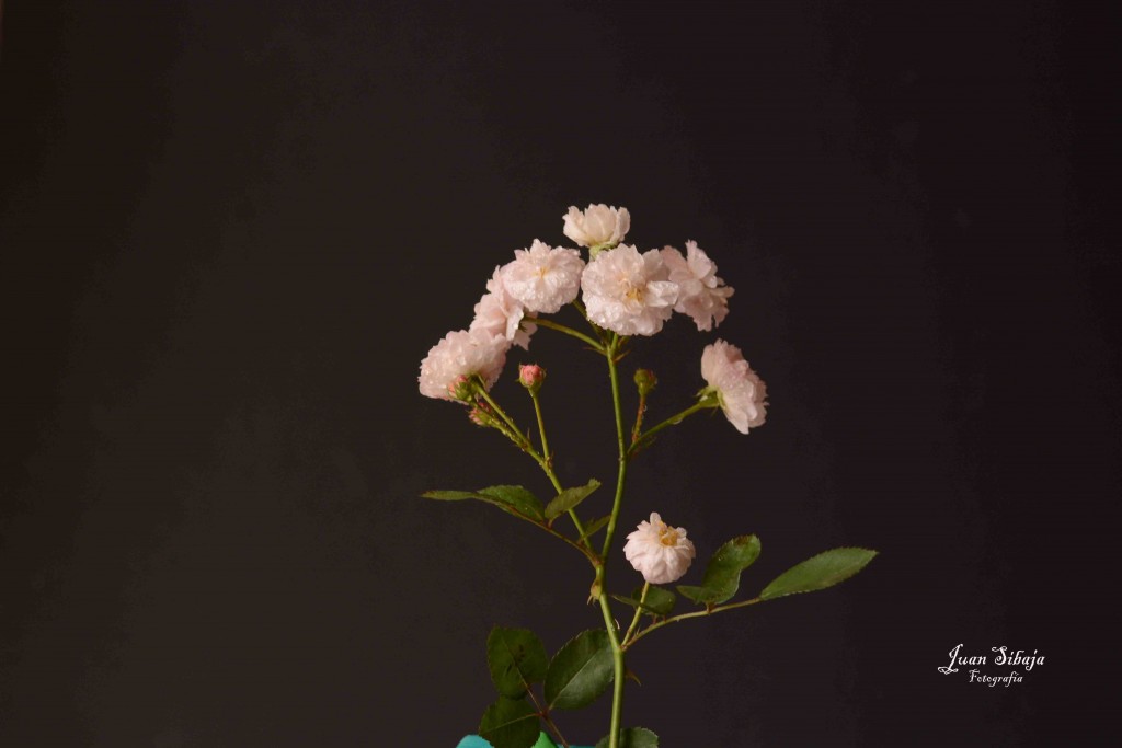 Foto de Alajuela, Costa Rica