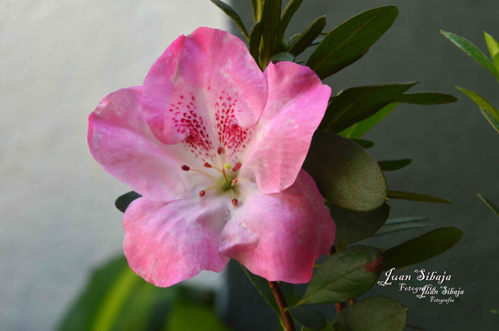 Foto de Alajuela, Costa Rica