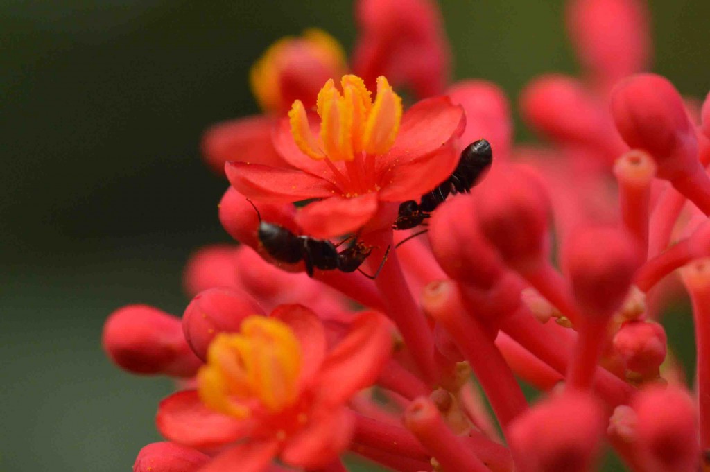 Foto de Alajuela, Costa Rica