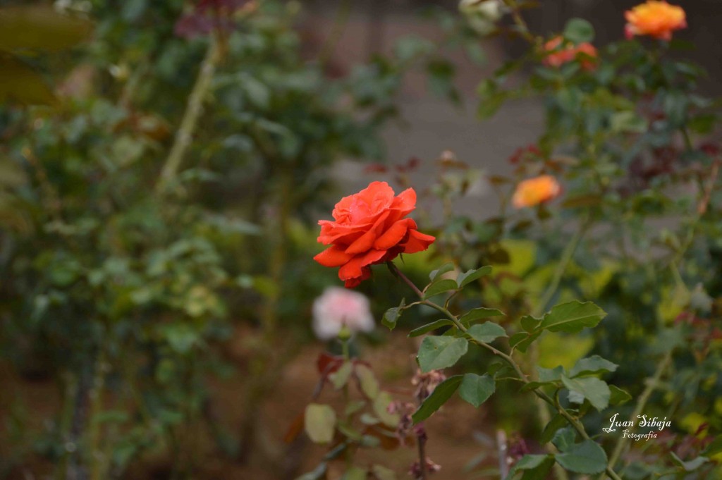 Foto de Alajuela, Costa Rica