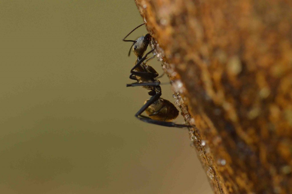 Foto de Alajuela, Costa Rica