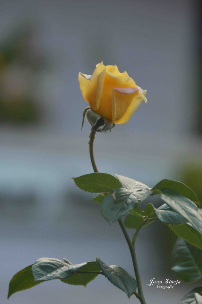 Foto de Alajuela, Costa Rica