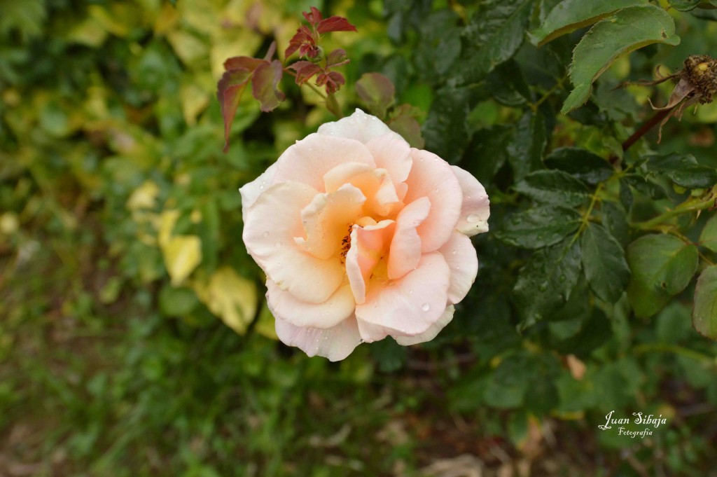 Foto de Alajuela, Costa Rica