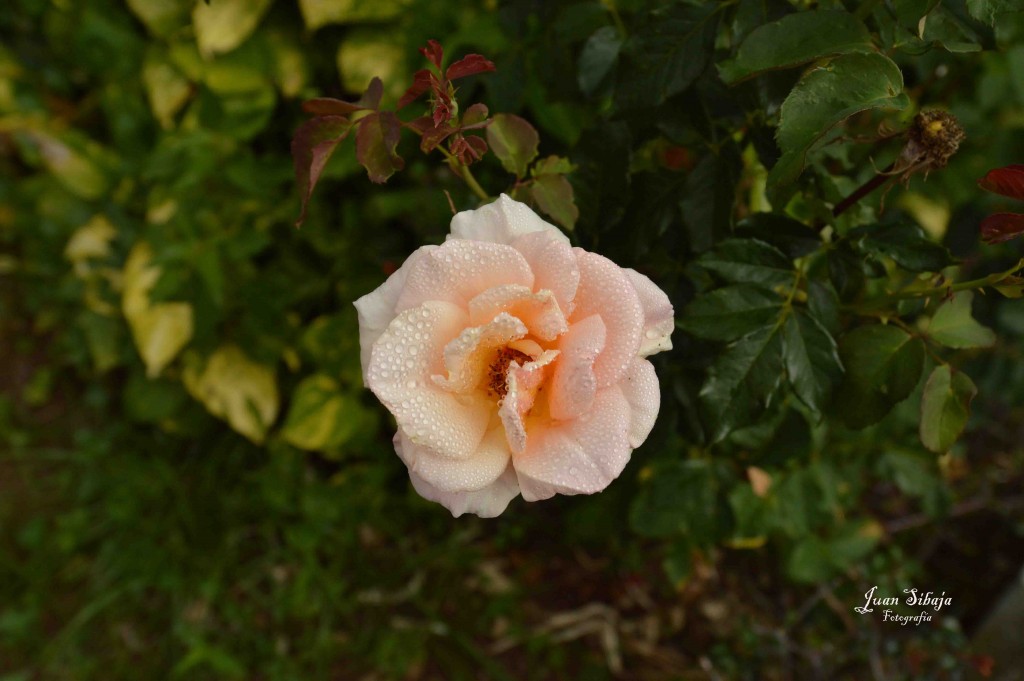 Foto de Alajuela, Costa Rica