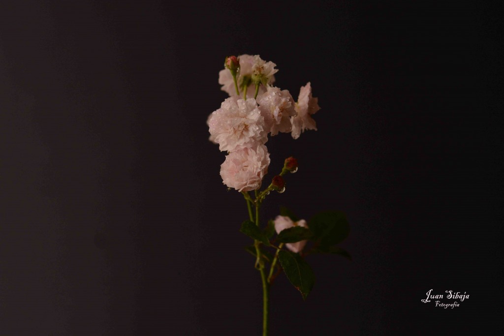 Foto de Alajuela, Costa Rica