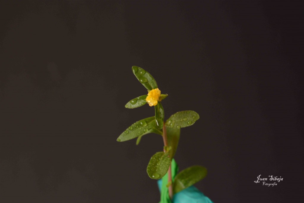 Foto de Alajuela, Costa Rica