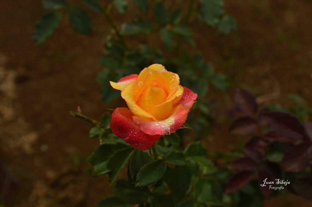 Foto de Alajuela, Costa Rica