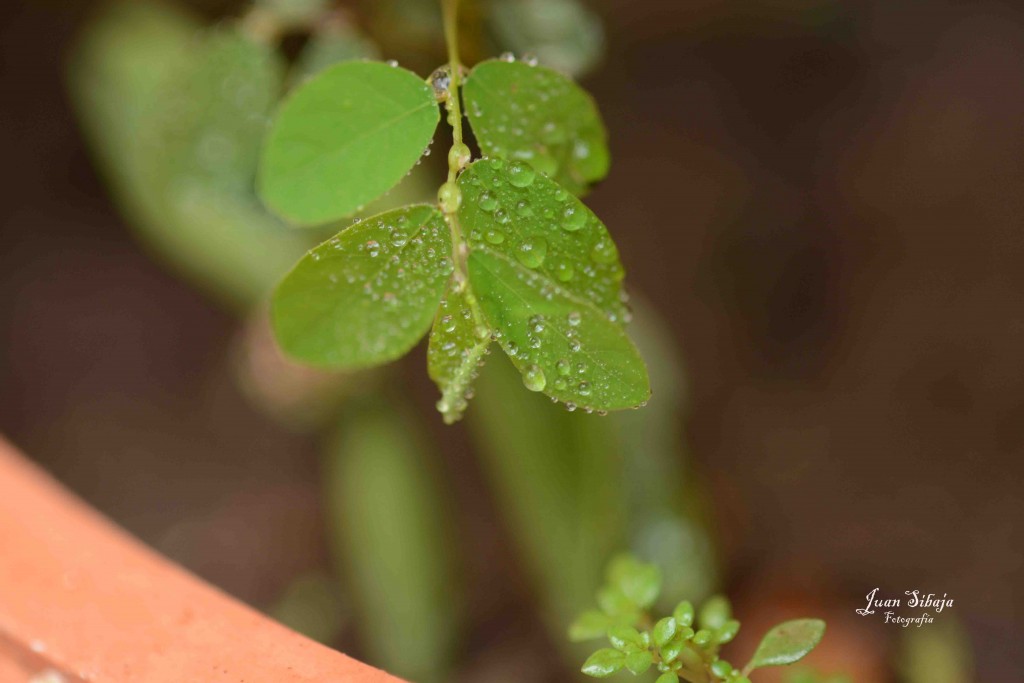 Foto de Alajuela, Costa Rica