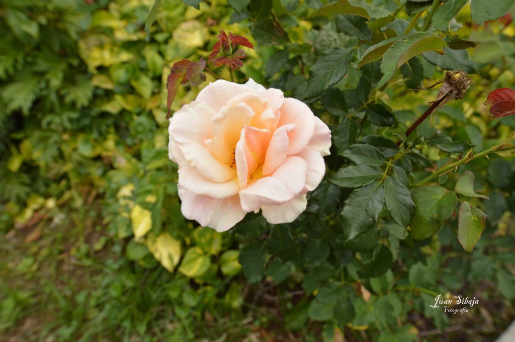 Foto de Alajuela, Costa Rica