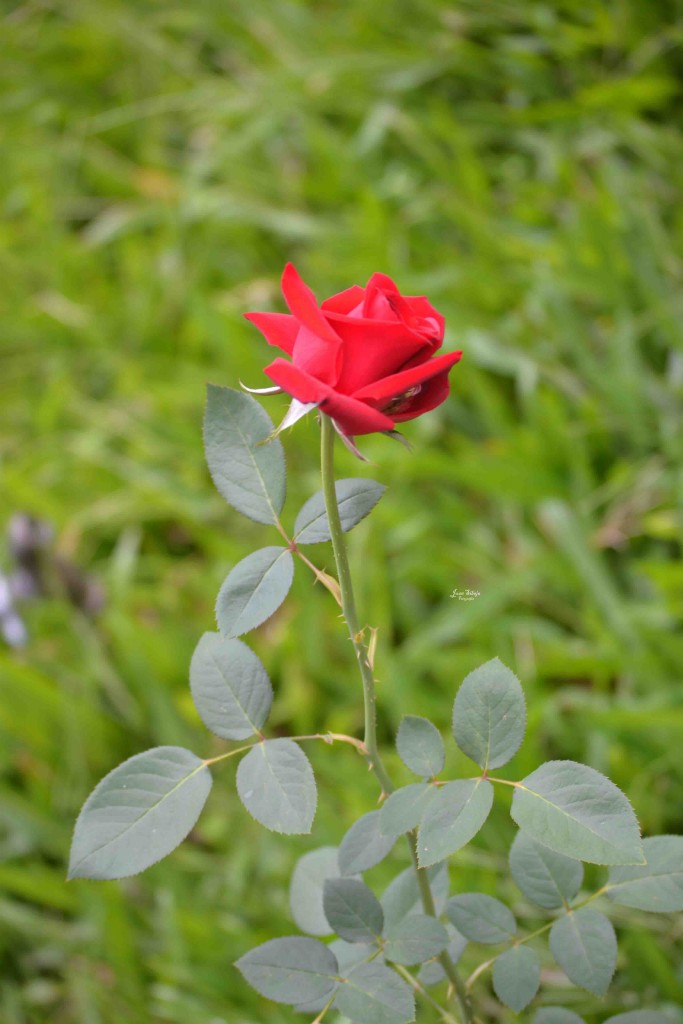 Foto de Alajuela, Costa Rica