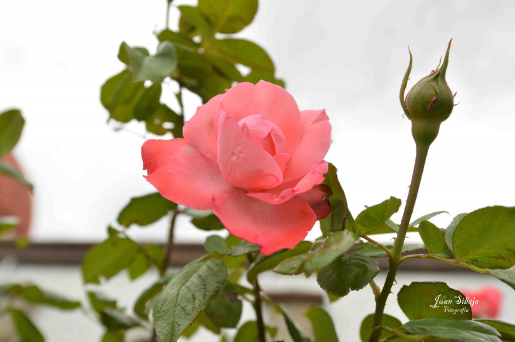 Foto de Alajuela, Costa Rica