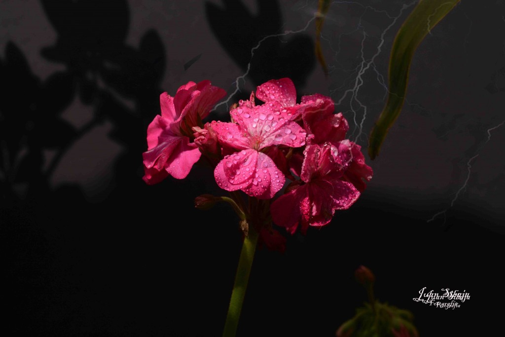 Foto de Alajuela, Costa Rica