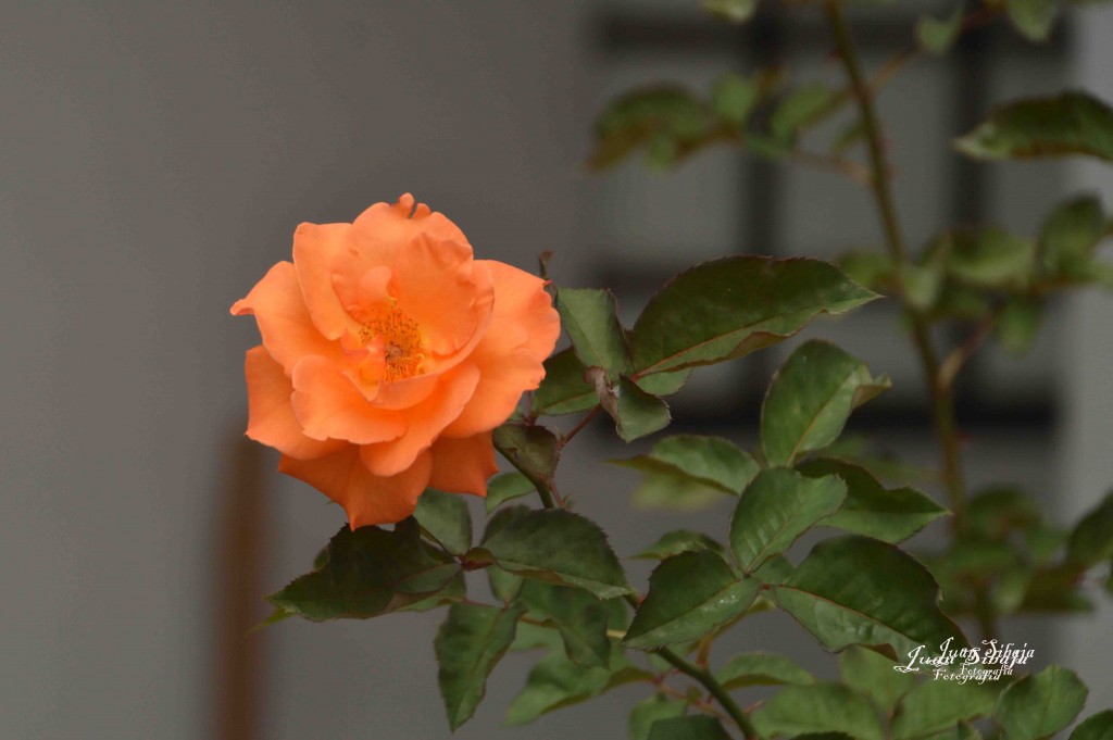 Foto de Alajuela, Costa Rica