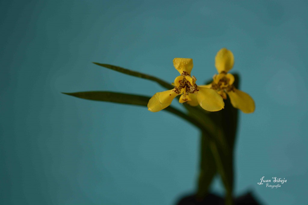 Foto de Alajuela, Costa Rica