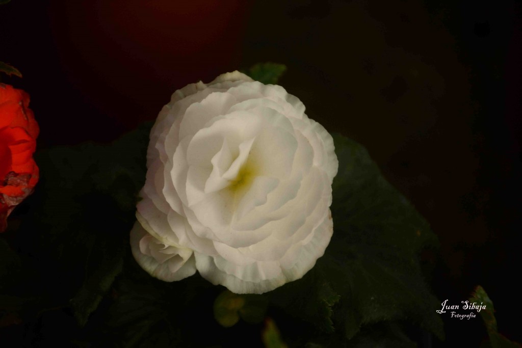 Foto de Alajuela, Costa Rica