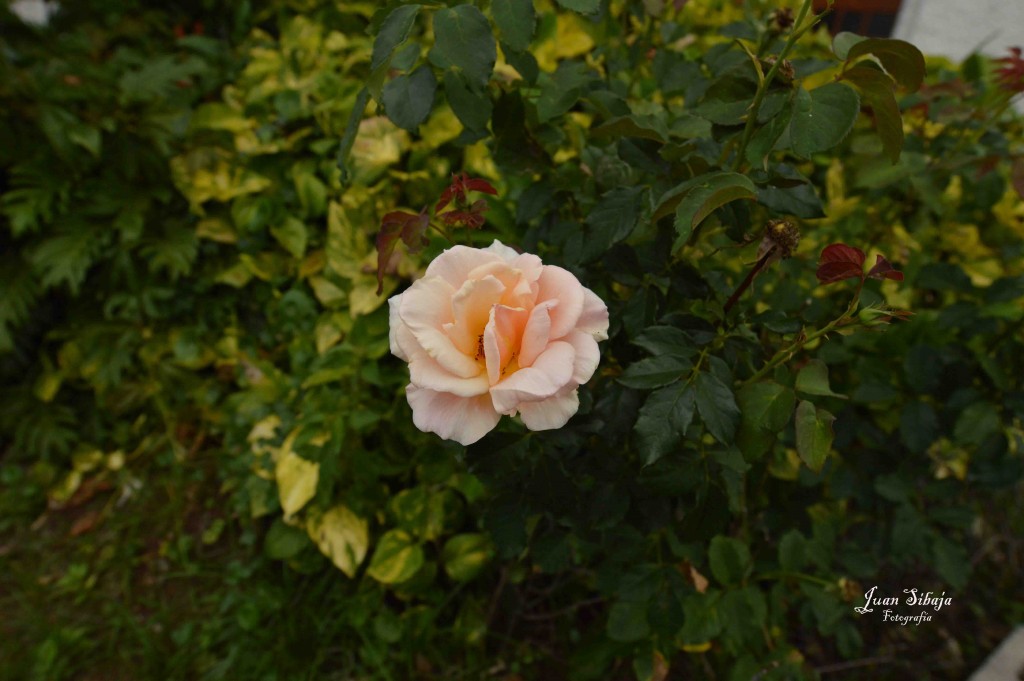 Foto de Alajuela, Costa Rica