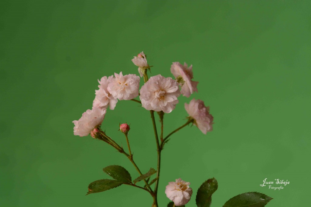 Foto de Alajuela, Costa Rica